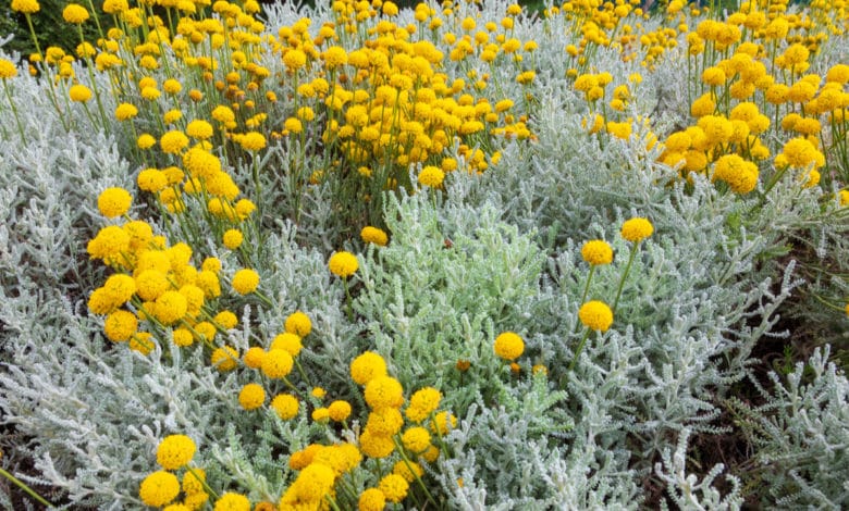 Santolina chamaecyparissus