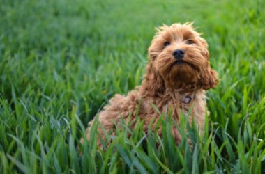 Cockapoo o Spoodle, un cane da compagnia tutto da scoprire