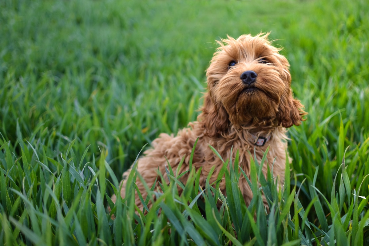 Cockapoo Un Cane Giocherellone Che Ricorda Il Barboncino