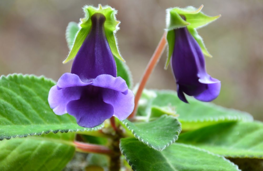 gloxinia