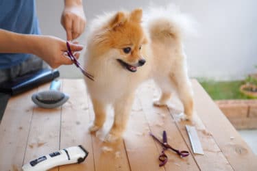Grooming: what it is and why it is so important for the health of our four-legged friends