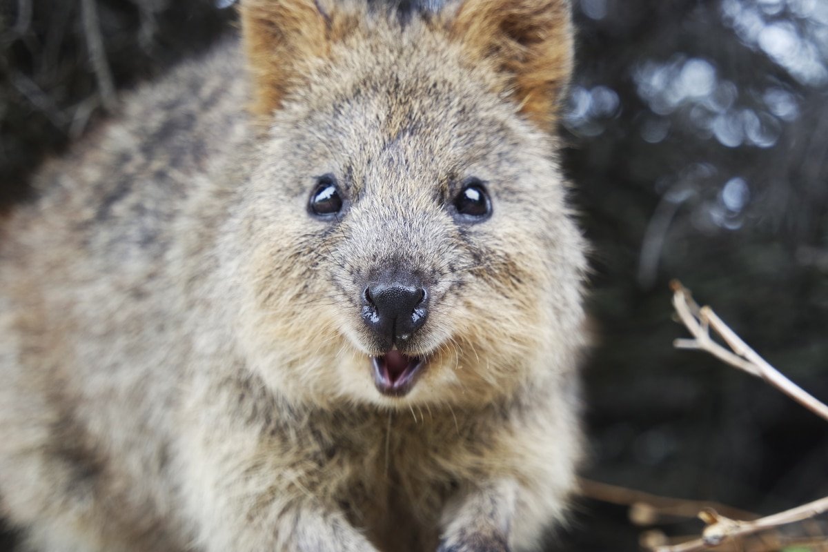 Quokka alla scoperta dell'animale che sorride sempre Quokka alla scoperta dell'animale che sorride sempre