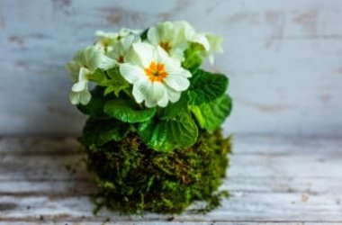 Kokedama: una “palla di muschio” che arreda