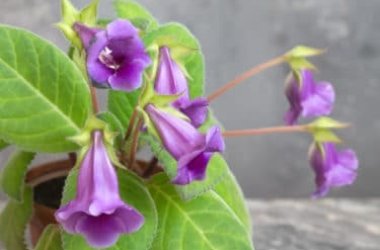 À la découverte de la gloxinia, la plante aux fleurs colorées en forme de cloche