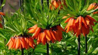 fritillaria