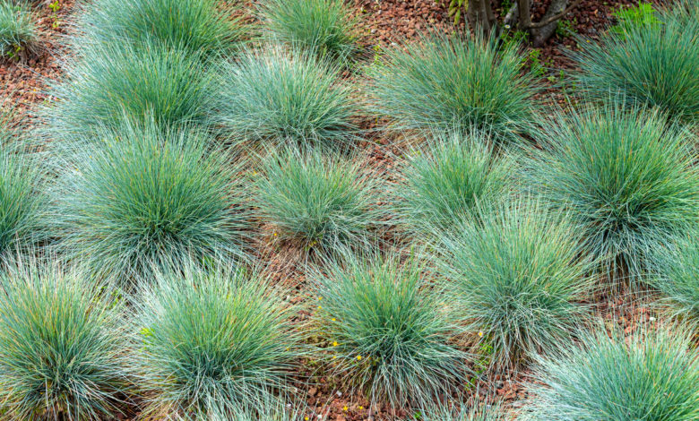 festuca glauca