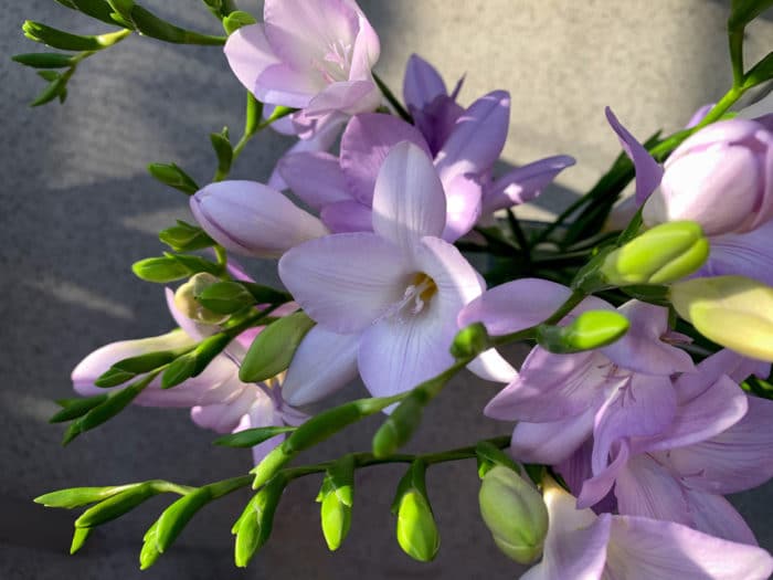 fleurs lilas