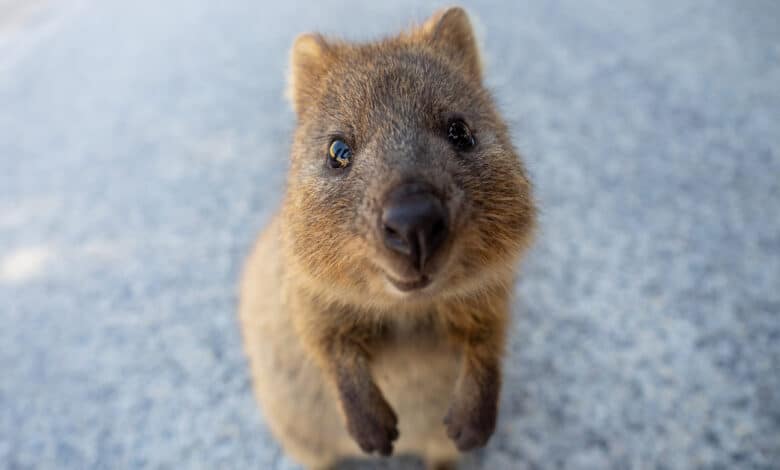 quokka