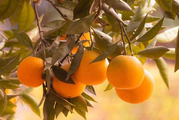 alimenti ricchi di fibre: le arance