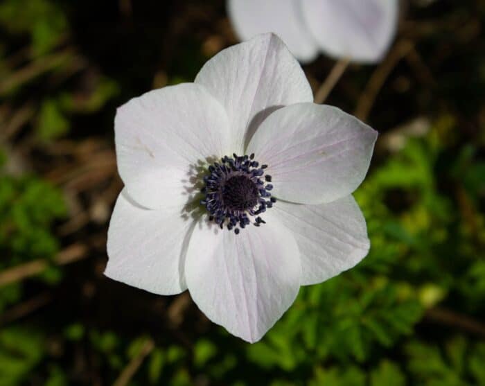 fiori bianchi: anemone