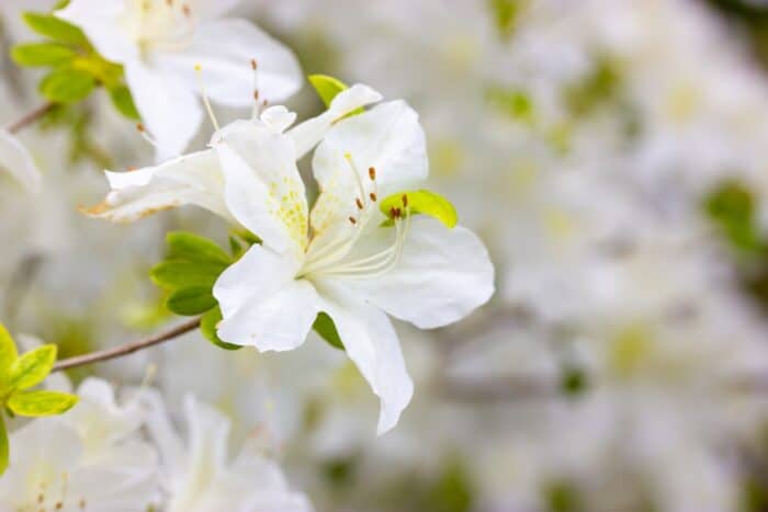 fiori bianchi azalea