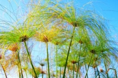 Tutto quel che c’è da sapere sul Papiro