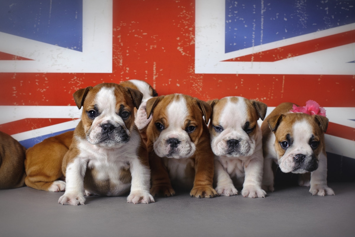 Cane inglese razze più famose, caratteristiche