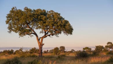 Sclerocarya Birrea o marula