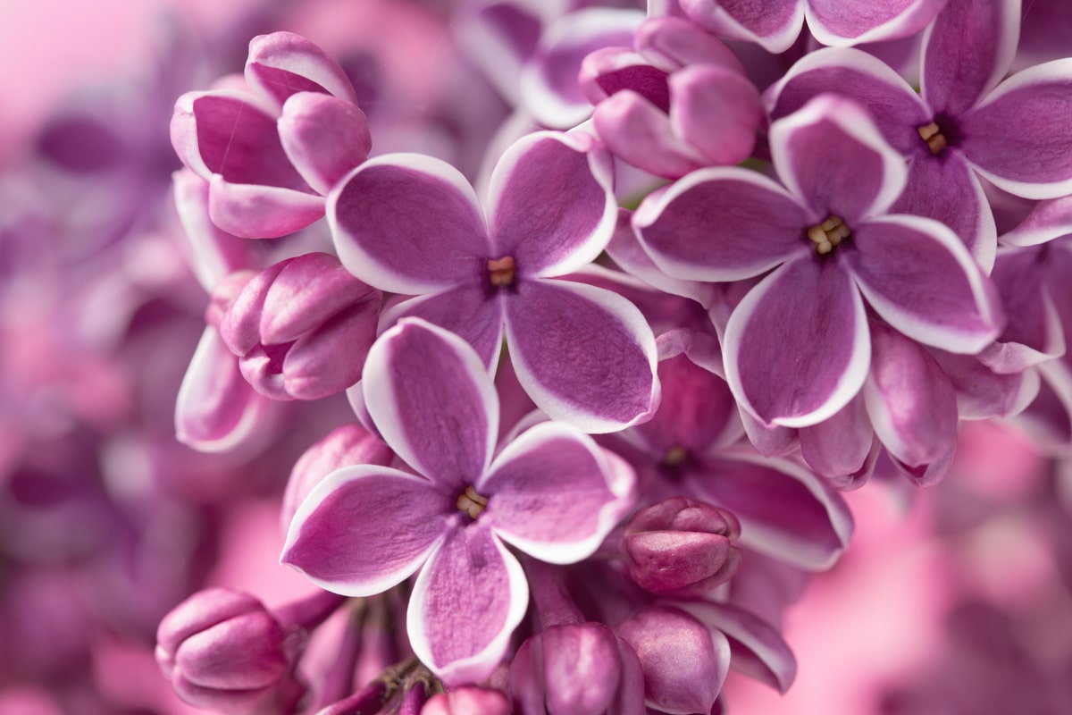 Fiori lilla: varietà diffuse, significato e le specie più adatte per i  matrimoni
