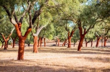 Benefici e proprietà del sughero, non solo tappi ma anche pannelli e oggetti eco