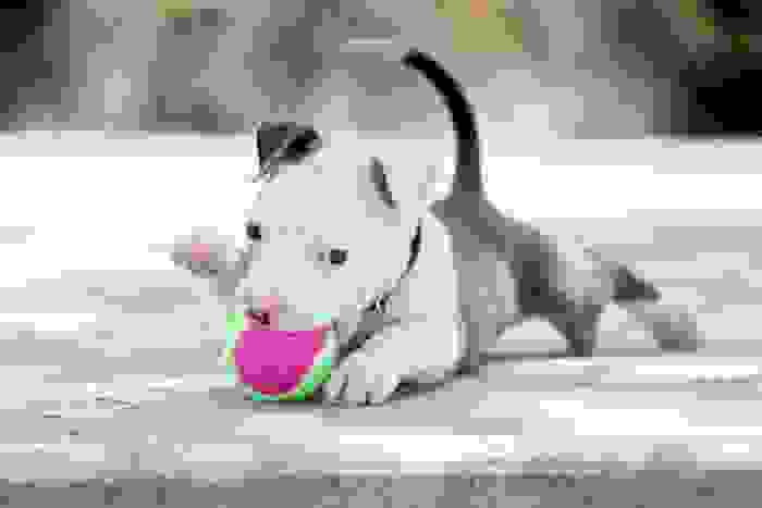 pitbull