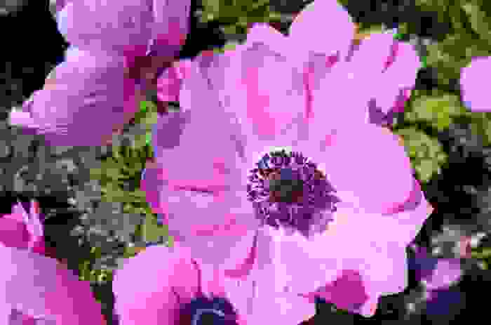 fiori fucsia