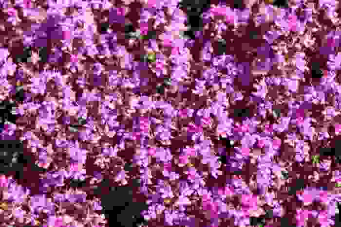 fiori fucsia - Timo precoce