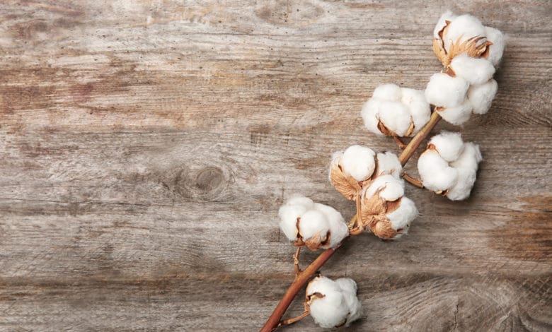 Fiori di cotone