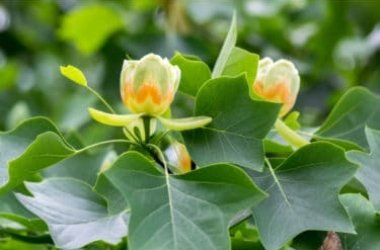 Liriodendron, la pianta con i fiori che somigliano a tulipani