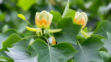 Liriodendron tulipifera