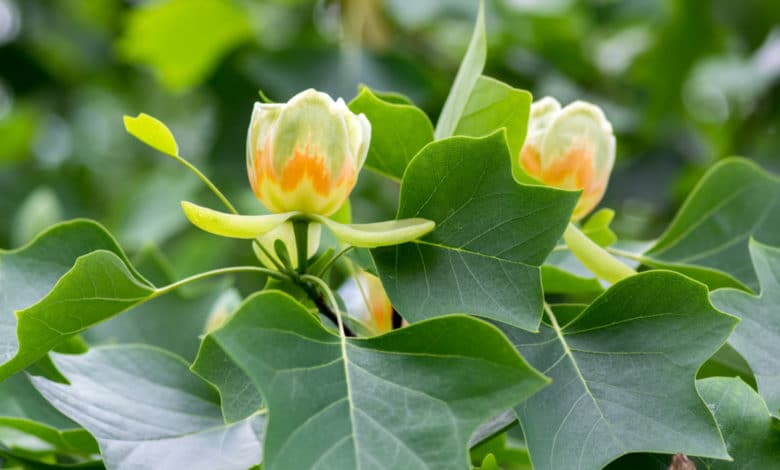 Liriodendron tulipifera