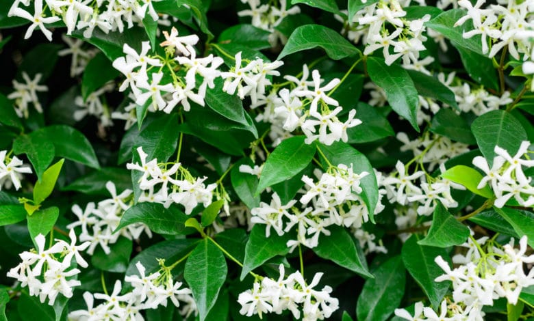 rincospermo o Trachelospermum jasminoides