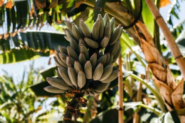 Platano: il frutto che somiglia alla banana ma che si consuma cotto