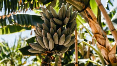 platano banana da cottura