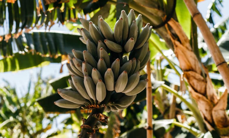platano banana da cottura