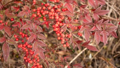 Nandina