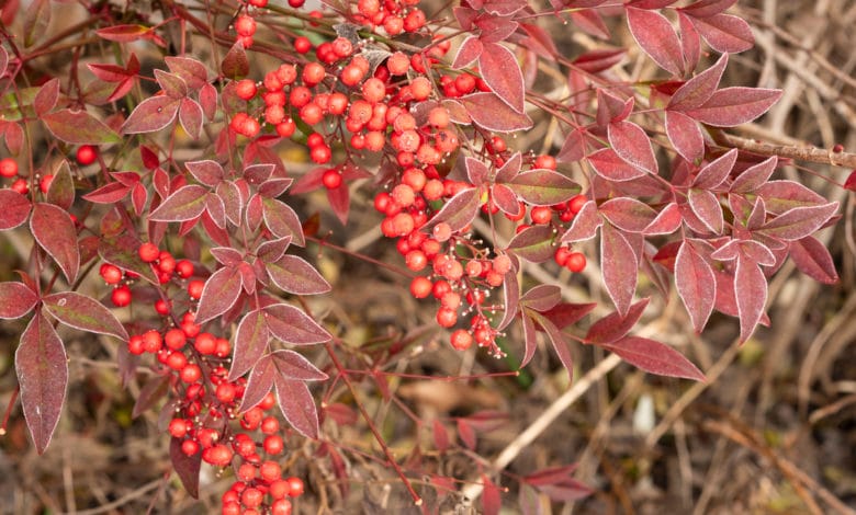 Nandina