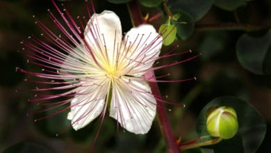 fiori di cappero