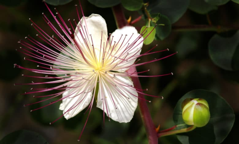 fiori di cappero