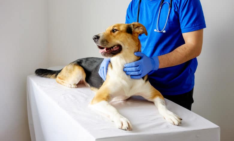 rabbia malattia cani