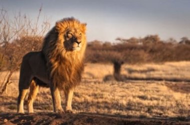 Leone: un unico termine che ha tanti risvolti ed interpretazioni