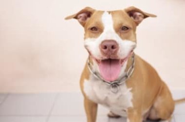 Everything about the Pitbull, trained to fight, is actually a loving and intelligent animal