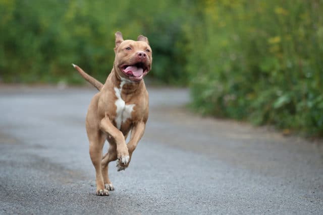 Come Addestrare Un Pitbull A Non Mordere