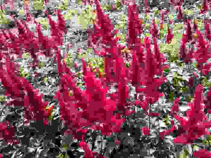 astilbe japonica montgomery