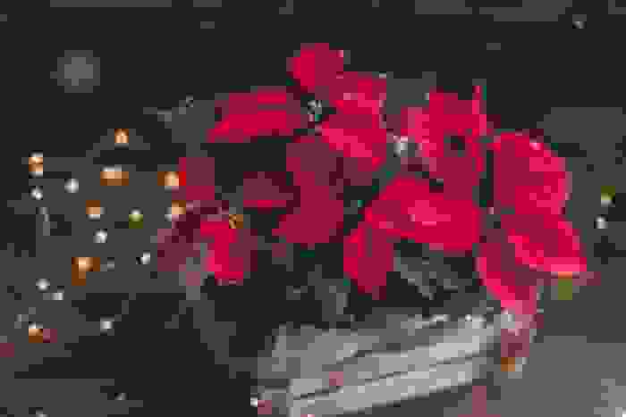 Fiori di stagione