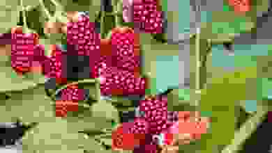 loganberry
