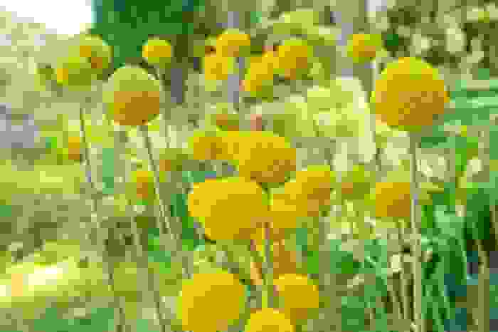 Fiori di stagione