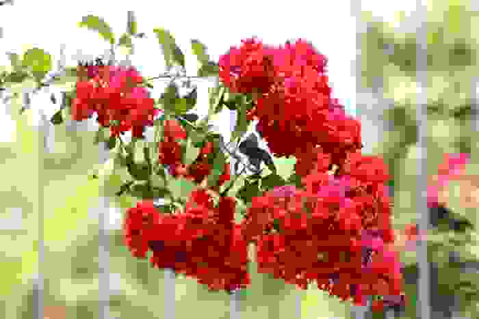 fiori di stagione