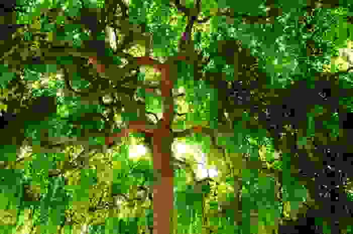 sophora japonica