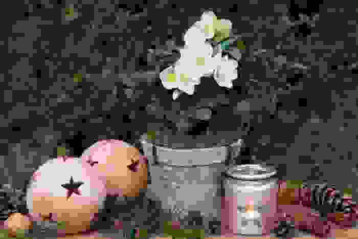 fiori di stagione