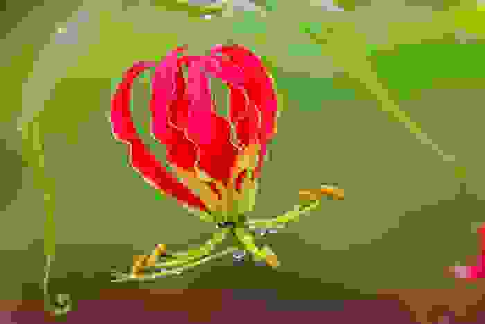 fiori rari