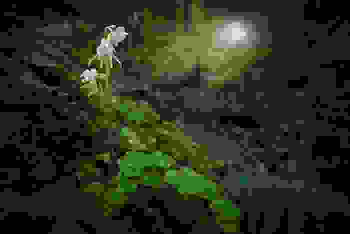 fiori rari