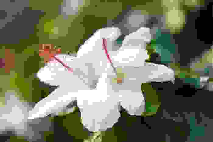 fiori rari