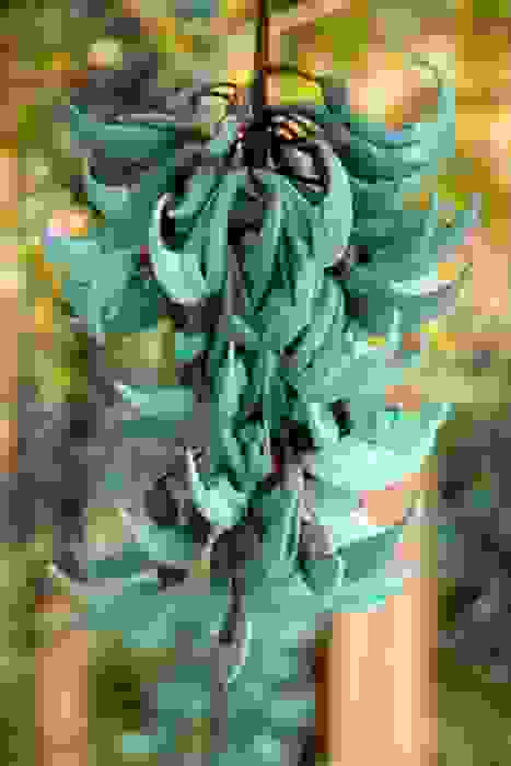 fiori rari